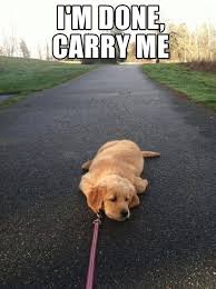 dog memes