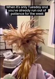 Tuesday Memes