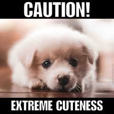 dog memes
