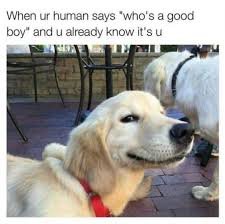 dog memes