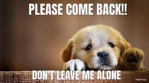 dog memes