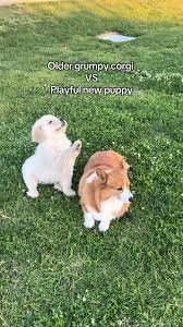 dog memes