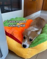dog memes