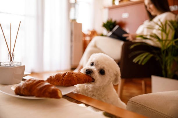 dog memes