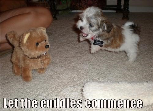 dog memes