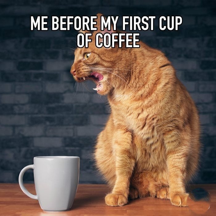 funny good morning memes 