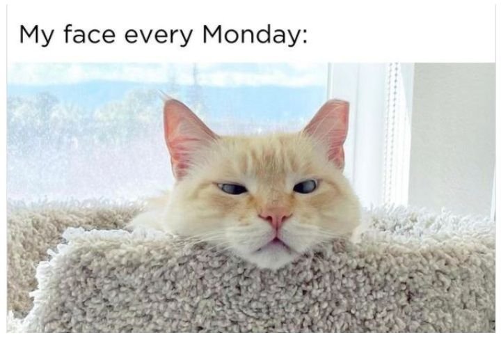 happy monday memes
