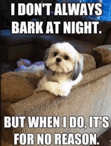 dog memes