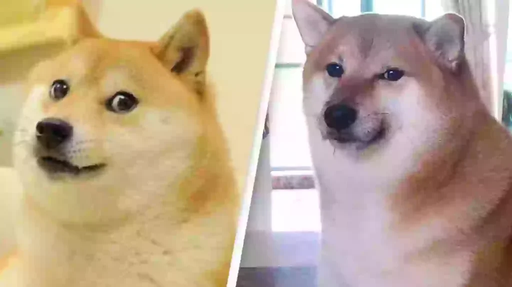 dog memes