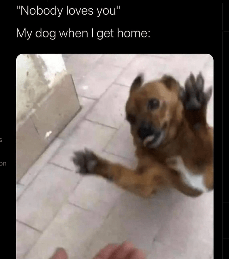 dog memes