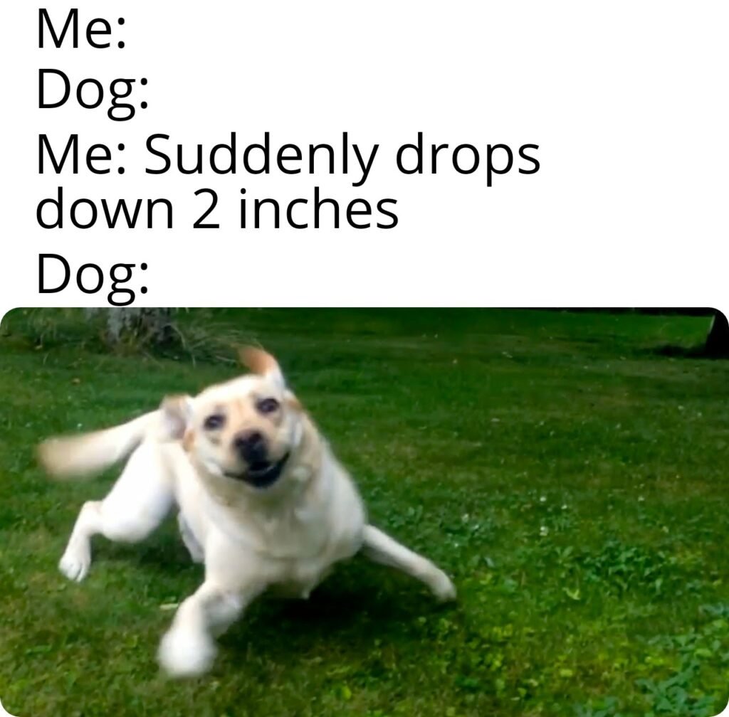 dog memes