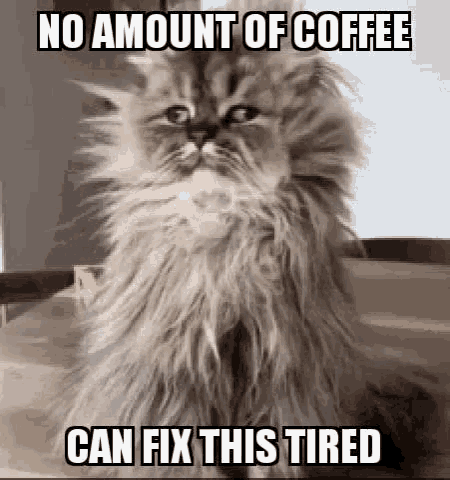 happy monday memes
