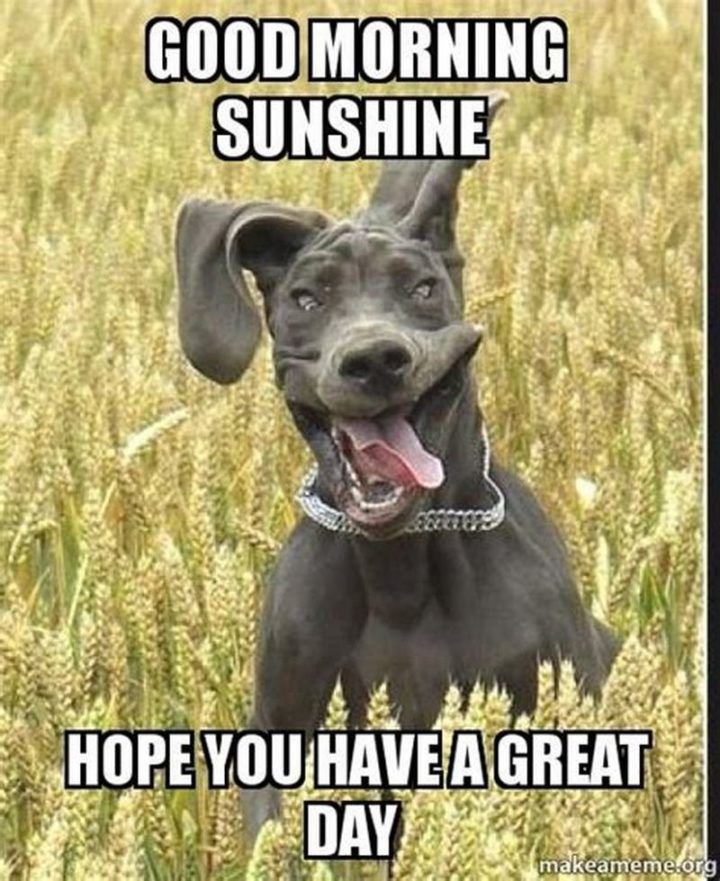 Happy Memes
