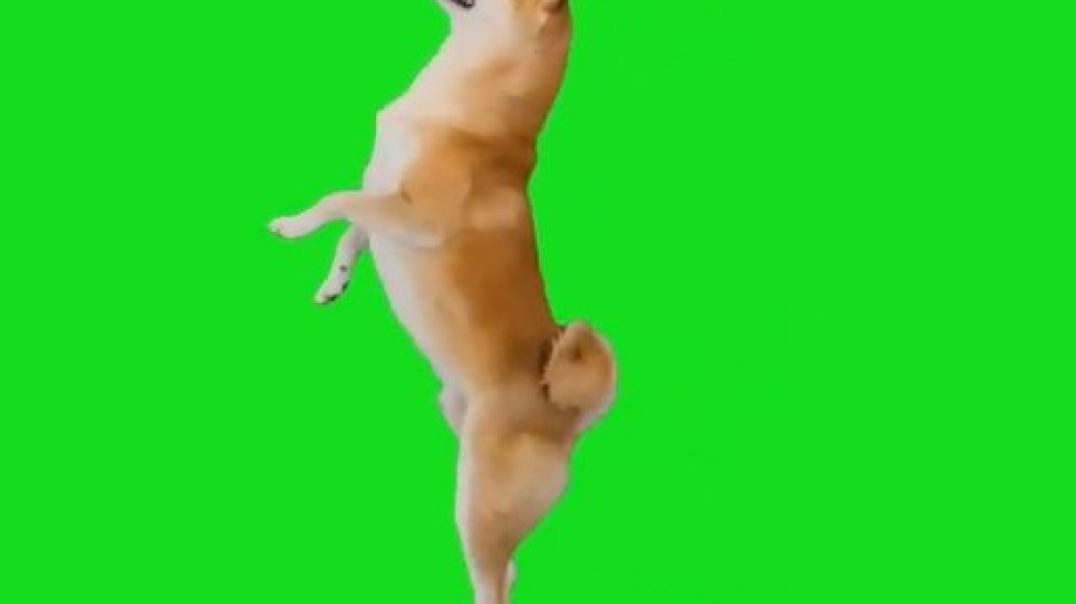 ⁣Dog walking Green Screen Meme Template Download