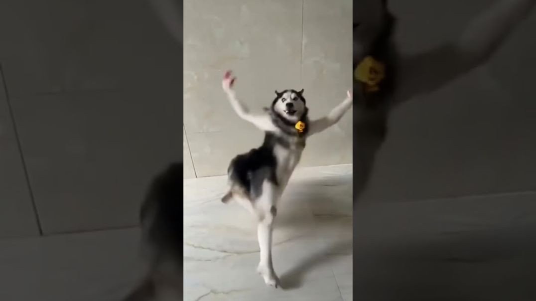 ⁣Ai Husky Dancing Viral Meme Template Download